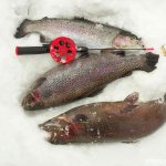 Three trout fish on the snow with a fishing rod