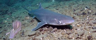 Katran shark (lat. Squalus acanthias)