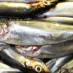 Baltic herring