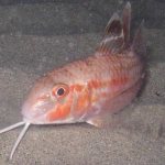 red mullet photo