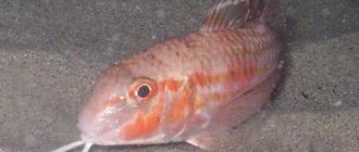 red mullet photo