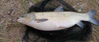 What does grass carp bite on?