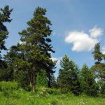 Chebarkulsky pine forest photo