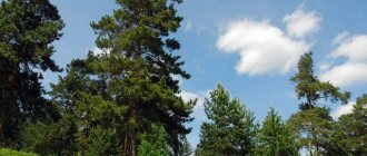 Chebarkulsky pine forest photo