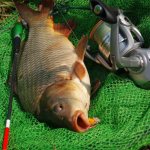 What is the difference between carp and carp, crucian carp: visual difference, habits, taste