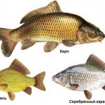What is the difference between carp and carp, crucian carp: visual difference, habits, taste