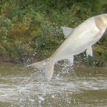 what does silver carp eat?