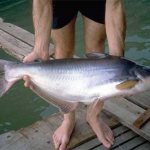 What kind of fish is pangasius, benefits and harms, how to choose and prepare fillets