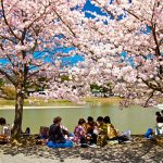 The blossoming of the symbol of Japan, sakura. Photos, dates, flowering festival, tours 