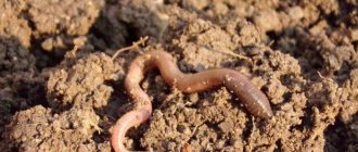 What do earthworms eat?