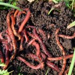 Where and how to dig up worms for fishing?