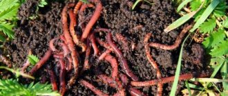Where and how to dig up worms for fishing?