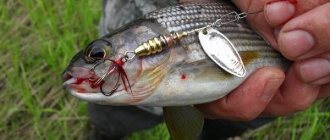 Grayling on a spinner