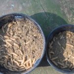 How to store maggots for fishing at home?