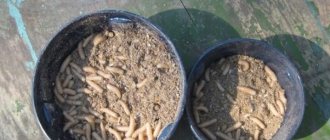 How to store maggots for fishing at home?