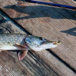 How to catch pike with a spinning rod: how to find a predator, tackle, fishing technique, bait
