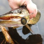How to catch pike with a spoon?