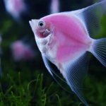 Как размножаются рыбы читайте статью