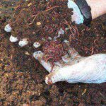 How to breed, preserve and flavor a dung worm for fishing