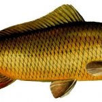 What a real carp looks like picture