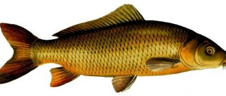 What a real carp looks like picture