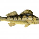 What does pike perch fish look like photo