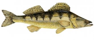 What does pike perch fish look like photo