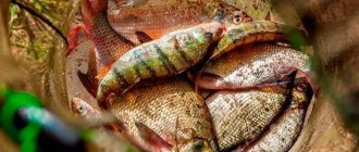 What kind of fish is found in the Tyumen region