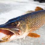 What bait should I use for catching pike in winter?!