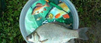 Which float is better for crucian carp