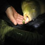 Carp caught on peas