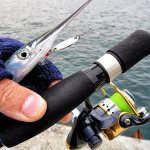 When and where to catch garfish