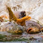 When does carp spawning end?