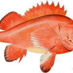 Red sea bass