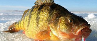 Large perch in winter