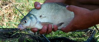 Bream for boilies