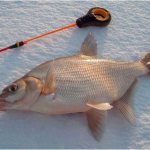 Bream caught in winter using a jig
