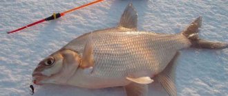 Bream caught in winter using a jig