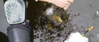 Catching tench from the ice