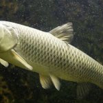 Catching grass carp in ponds and lakes