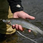 Fly fishing for grayling