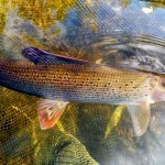 Fishing for grayling in spring on small rivers