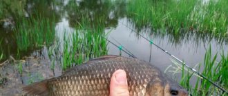 Catching crucian carp in summer with a float rod