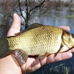 Catching crucian carp on a feeder in still water: collecting gear, secrets and tactics