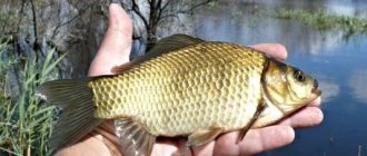 Catching crucian carp on a feeder in still water: collecting gear, secrets and tactics