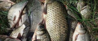 Catching carp and crucian carp with a secret bait made of bread and seeds