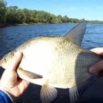 Catching large bream