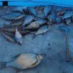 Catching bream and bream in winter from ice day and night: gear, where to look, what to fish with