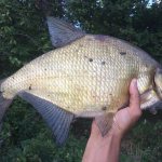 Bream fishing in August