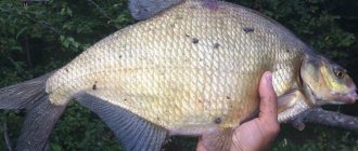 Bream fishing in August